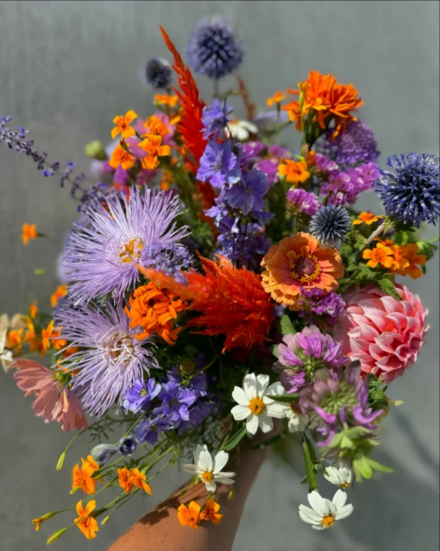 💜💜💜

#slowflowersbelgique#fleursbelges#fleurslocales #fleursdesaison#écologique#dahlias#zinnia