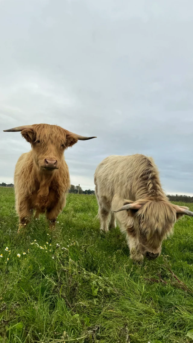 Ça fait un bail qu’on ne vous a pas donné de nouvelles des petites boules ! Elles ont bien grandi depuis et toujours aussi câline ! 

Hier on leur a annoncé une grande nouvelle ! Après beaucoup de recherche sur des sites de rencontre mais sans succès ben oui aller savoir pourquoi sur Tinder y a pas de taureaux… 😂 
On leur a choisi un futur Lover prénommé Louis! 

#highland#highlandcow#highlandcattle